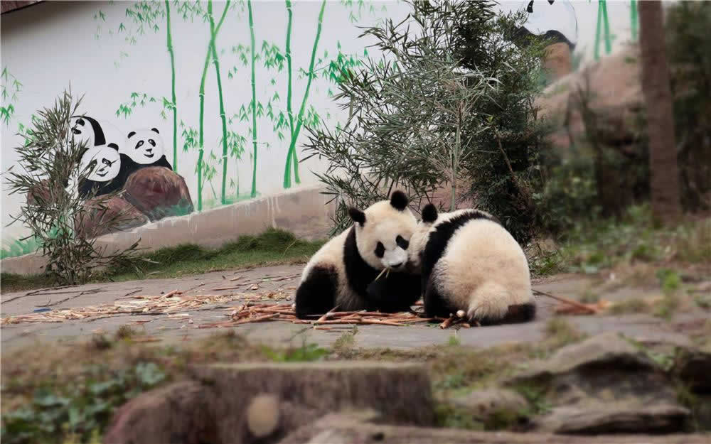 Dujiangyan Panda Valley