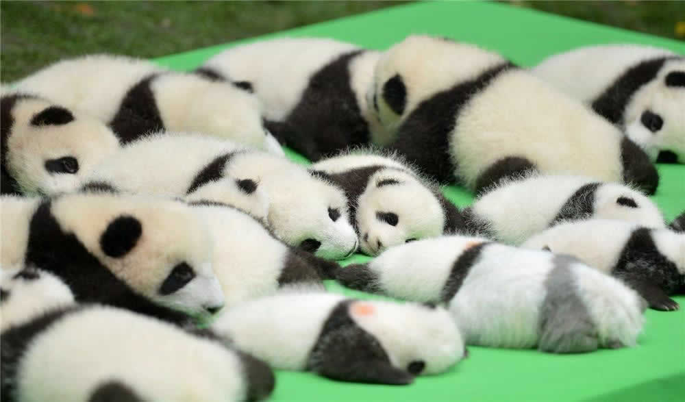 3-Days Customized Chengdu Tour For Panda Fans (Dujiangyan, Giant Panda Base+Volunteering)