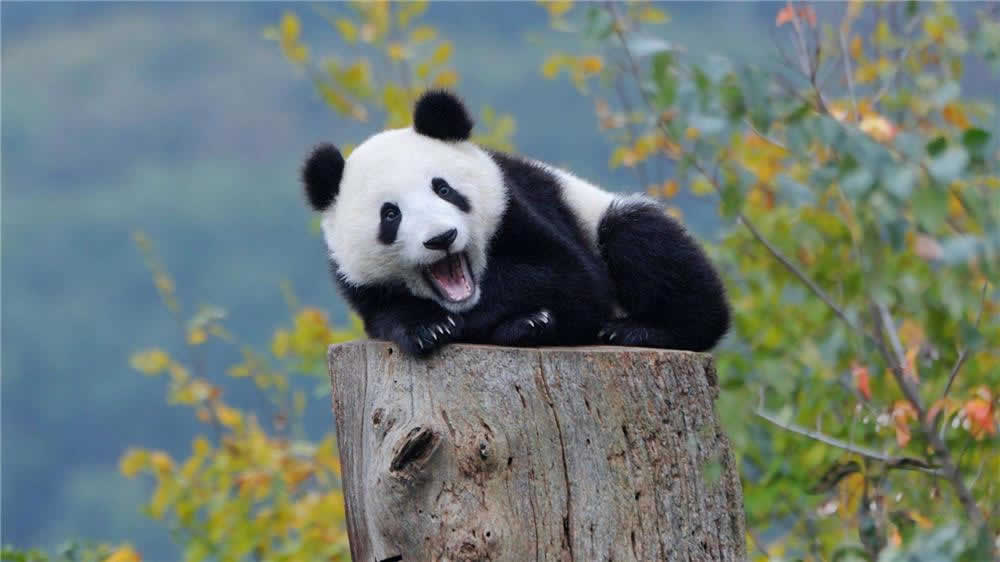Private 1 Day Tour: Chengdu Panda Base and Sanxingdui Museum 