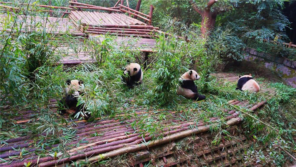 Private One Day Chengdu Tour to Dujiangyan Panda Base & Mt. Qingcheng