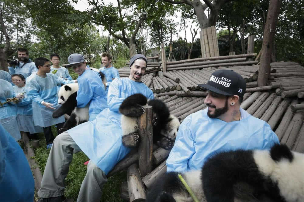 Private Half-Day: Chengdu Panda Breeding Center Tour