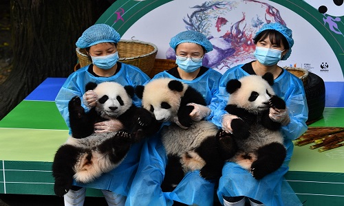 Private Day Tour to Dujiangyan Panda Base and Dujiangyan Irrigation System