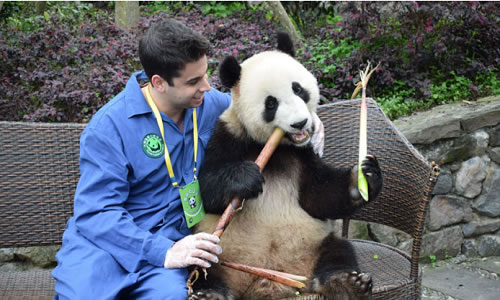 2 Days Inspiring Ya'an Beifengxia Panda Volunteer Experience Tour