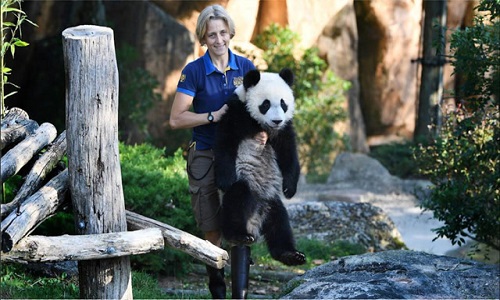 1 Day Chengdu Relaxing Panda Highlights Tour In Shenshuping