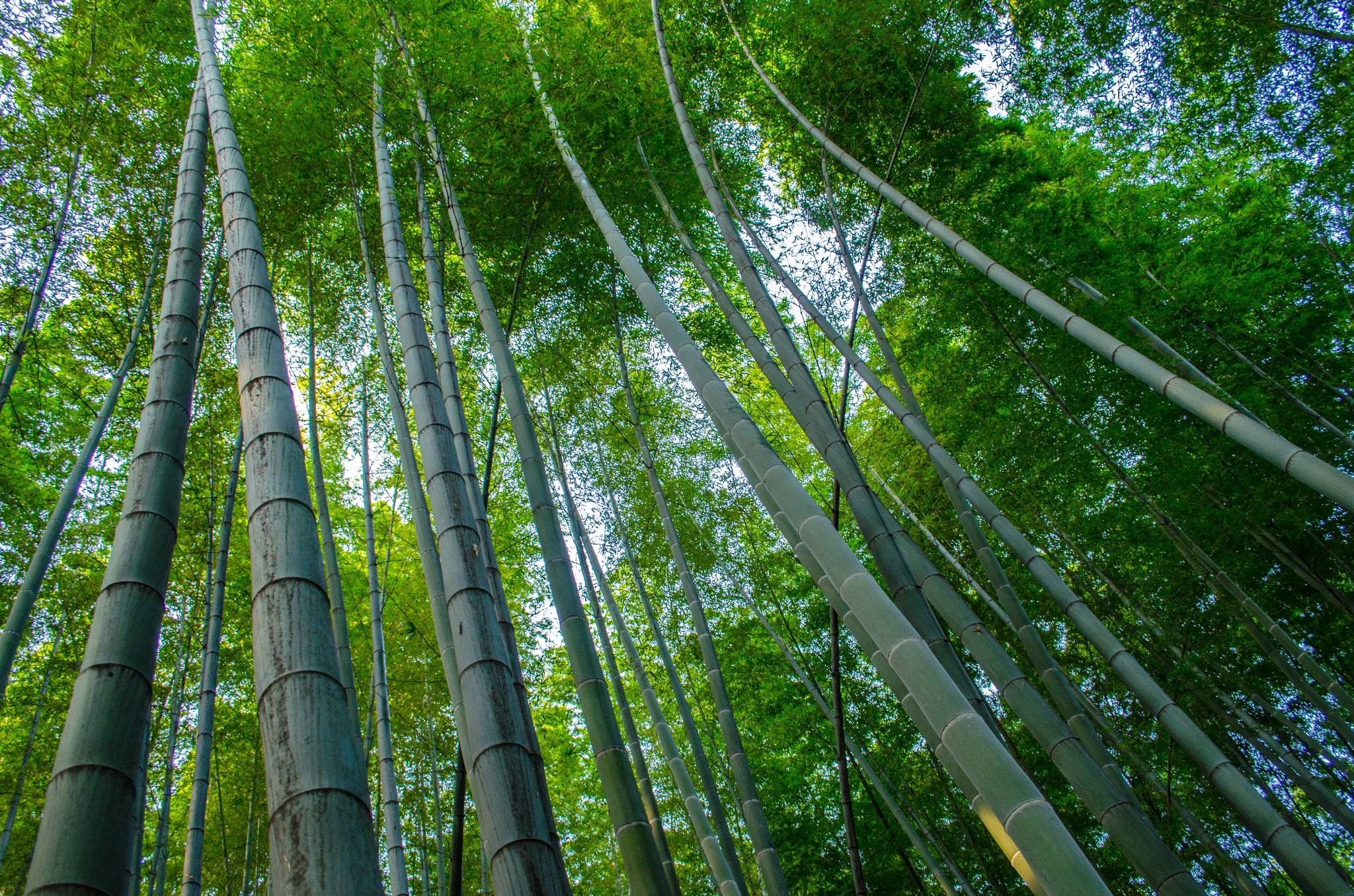 Southern_Sichuan_Bamboo_Forest.jpg