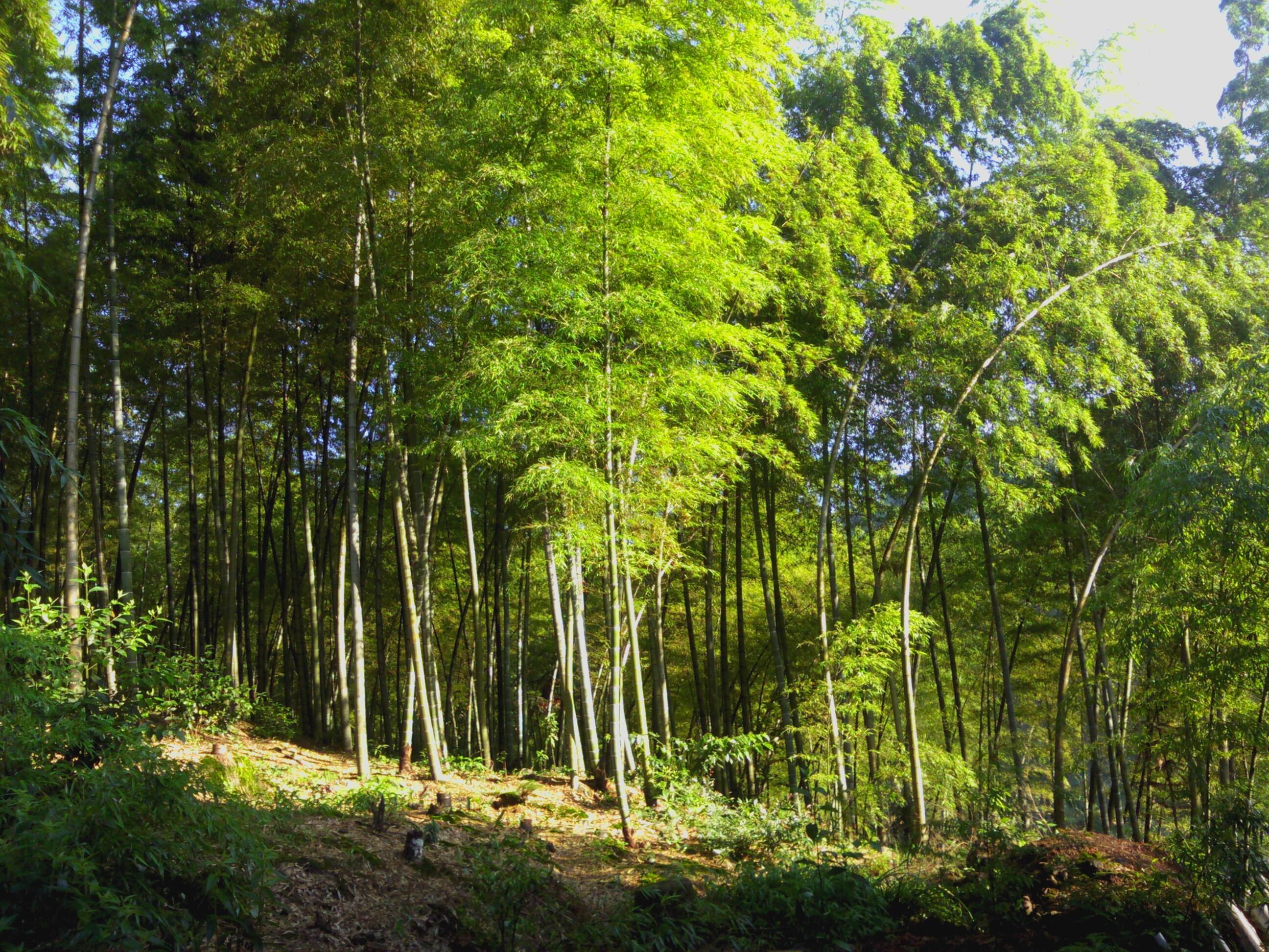 Southern_Sichuan_Bamboo_Forest_2.jpg