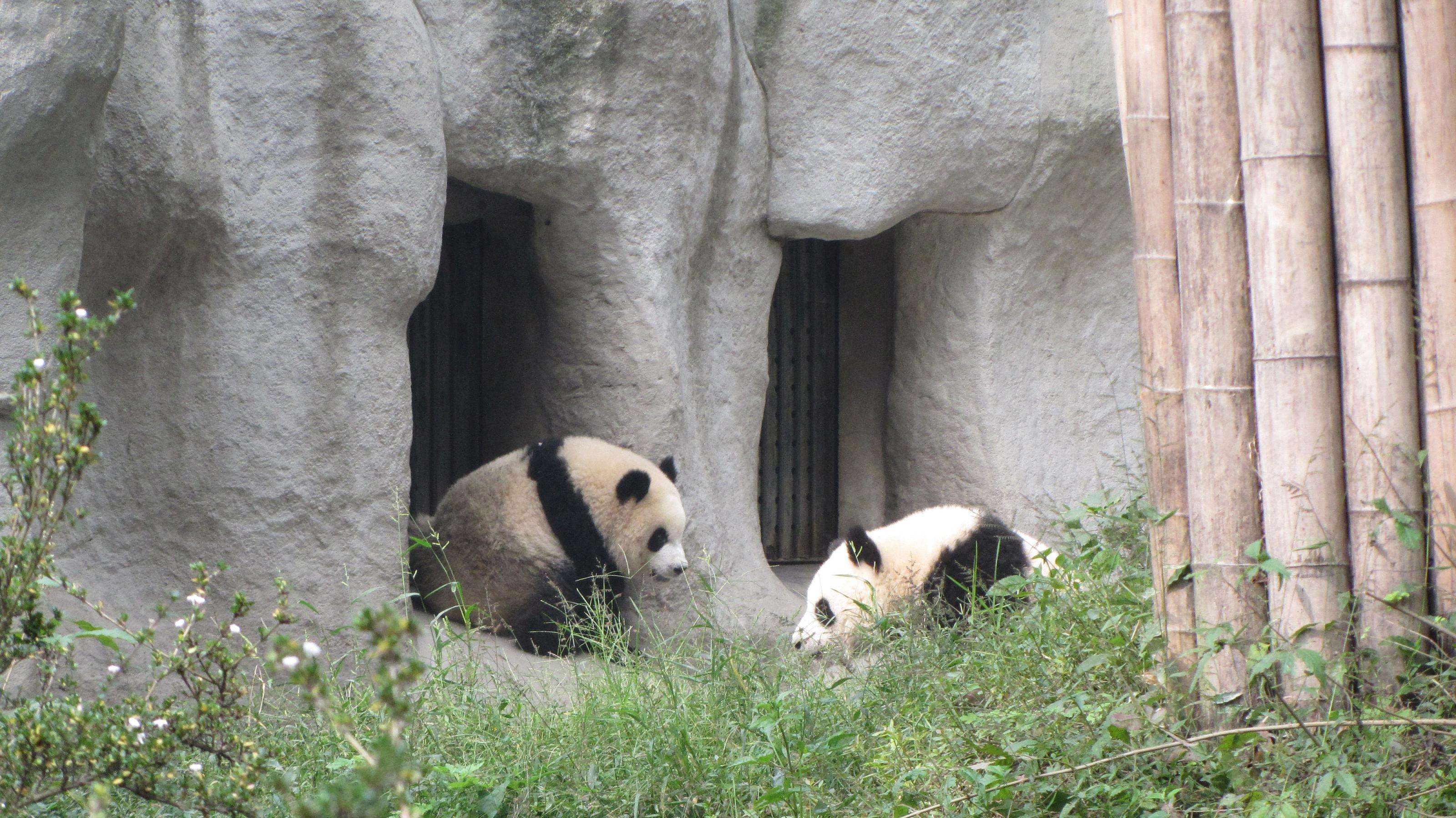 Dujiangyan_Panda_Base_1.jpg