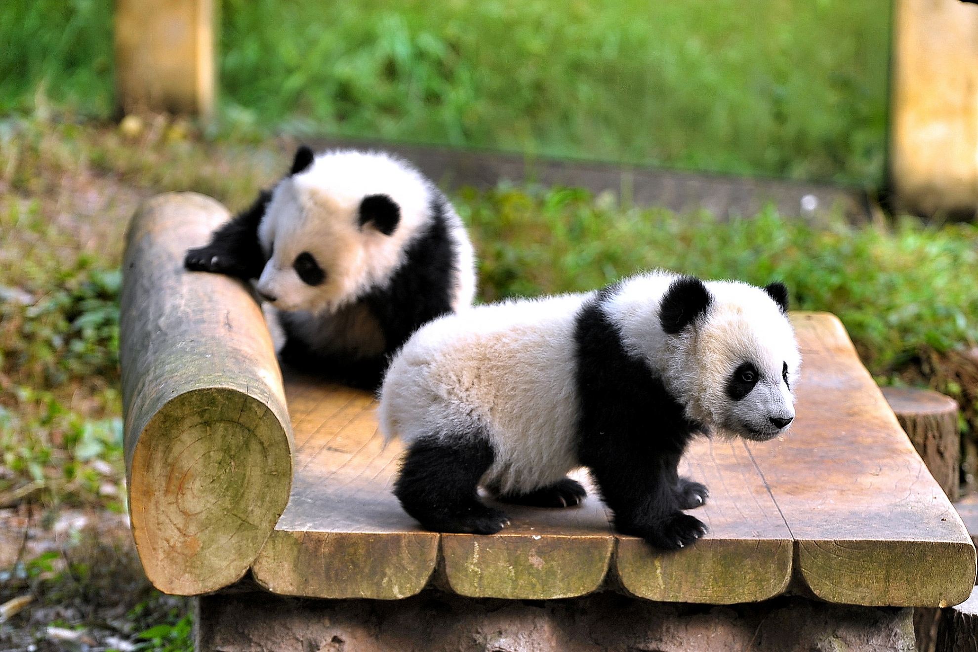 Chongqing_Zoo.jpg