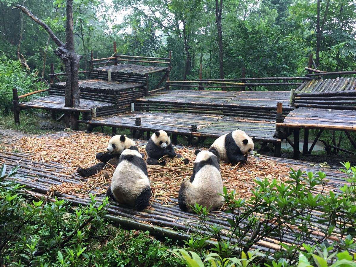 chengdu panda base tour