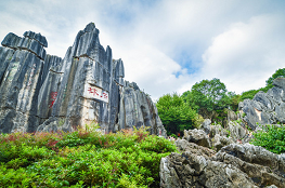 Stone Forest.png