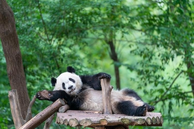 Giant-Panda