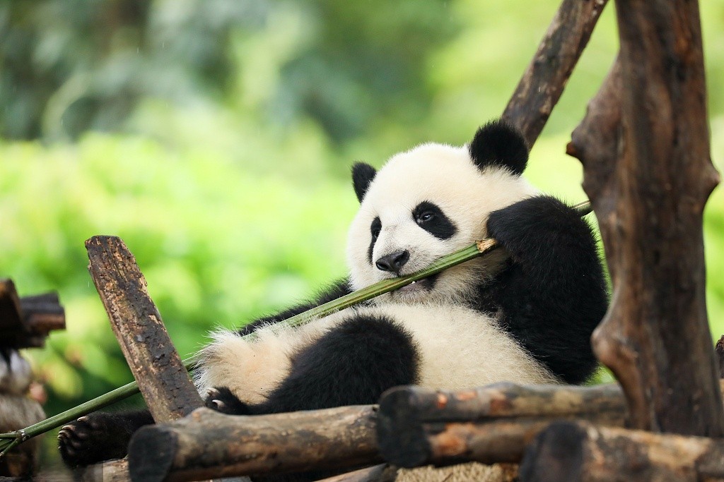 Chengdu-Research-Base-Of-Giant-Panda-Breeding