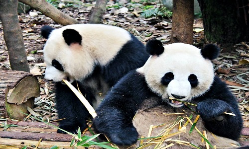 Two-pandas-eating-bamboo-in-Chengdu-Panda-Base