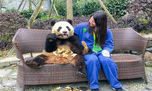 dujiangyan-panda-base-volunteer