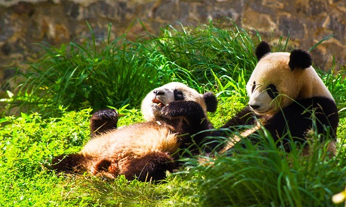 how-to-see-pandas-in-china