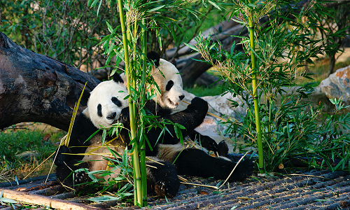 Chengdu-Panda-Base