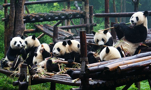 chengdu-pandas