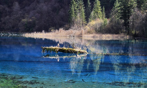 Jiuzhaigou_pool-log-pines