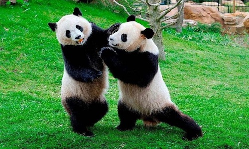 Chengdu-Research-Base-Of-Giant-Panda-Breeding