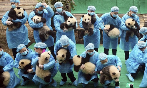 Chengdu-Research-Base-of-Giant-Panda-Breeding