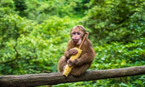 Mount-Emei-Tour