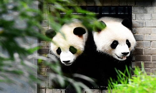 Chengdu-Research-Base-Of-Giant-Panda-Breeding-Chengdu