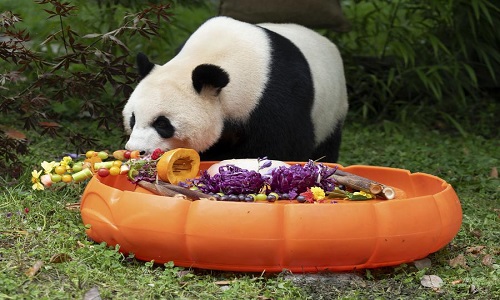 Wolong-Shenshuping-Panda