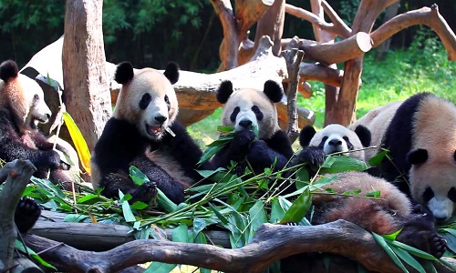 Wolong-Shenshuping-Panda-Base-Chengdu