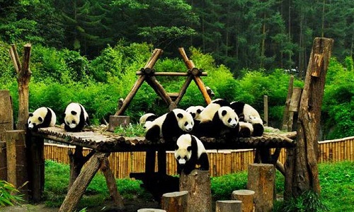 giant-panda-at-wolong-panda-reserve