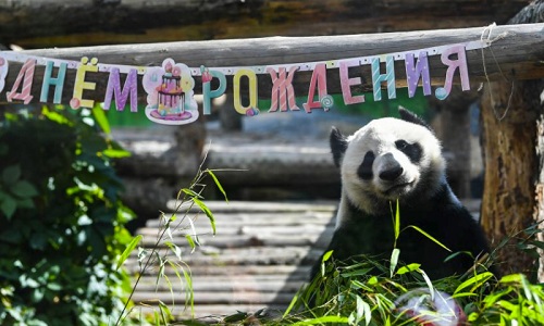 Giant-Panda-Birthday-Celebration