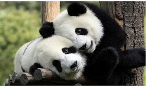 Dujiangyan-Panda-Base-Tour