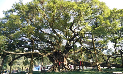 Big-Banyan-Tree