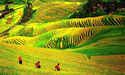 Longji-Rice-Terraces