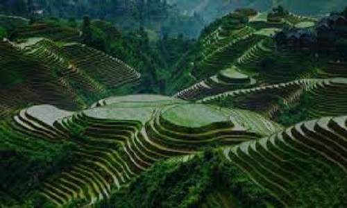 Longji-Rice-Terraces-Longsheng