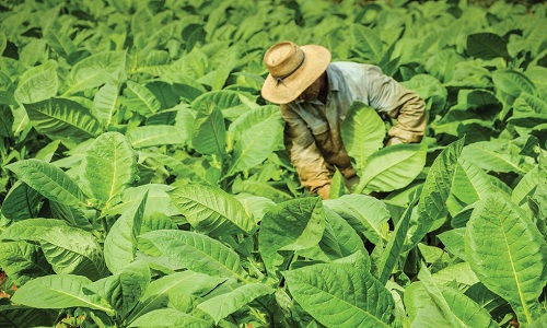 Local-Tobacco-Farm Local-Tobacco-Farm