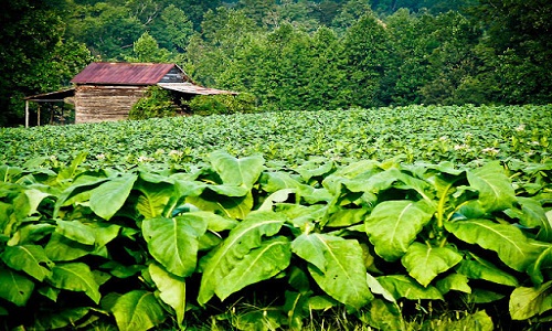 Local-Tobacco-Farm-Shizong Local-Tobacco-Farm-Shizong
