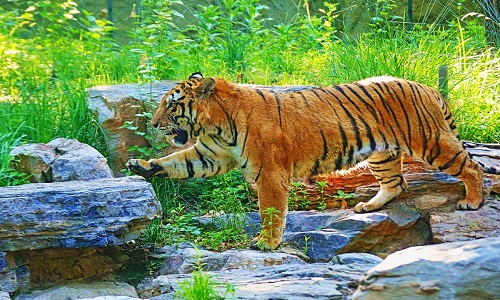 Beijing-Zoo-Beijing Beijing-Zoo-Beijing