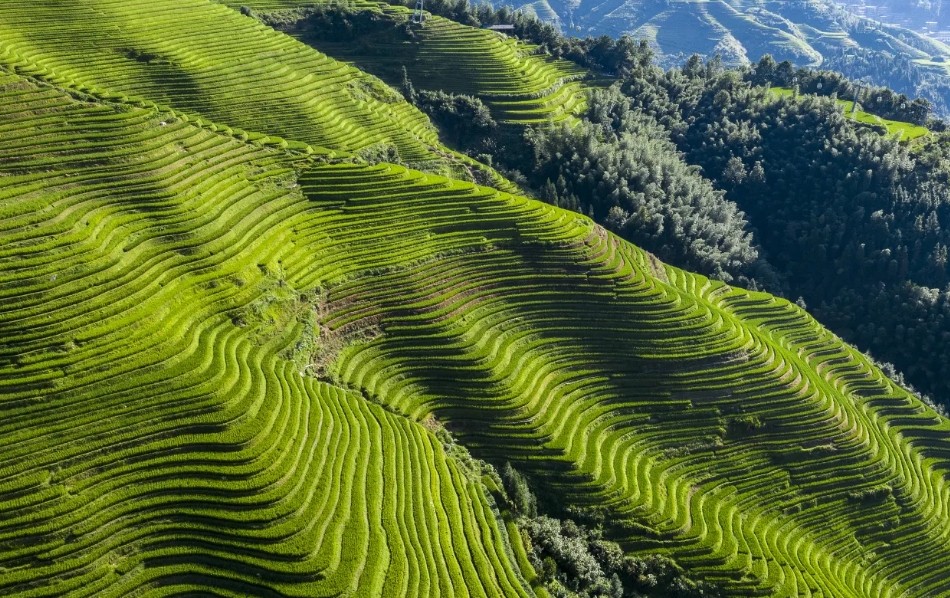 the-Longji-Rice-Terraces the-Longji-Rice-Terraces
