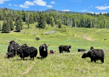 grazing-yak grazing-yak