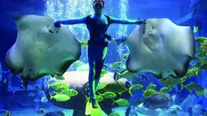 Harbin-Pole-Aquarium-1 Harbin-Pole-Aquarium-1
