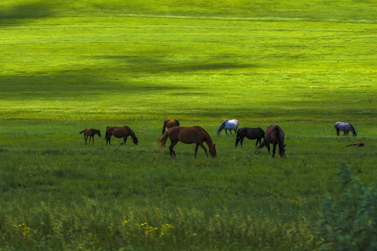 Napahai-Grassland-1 Napahai-Grassland-1