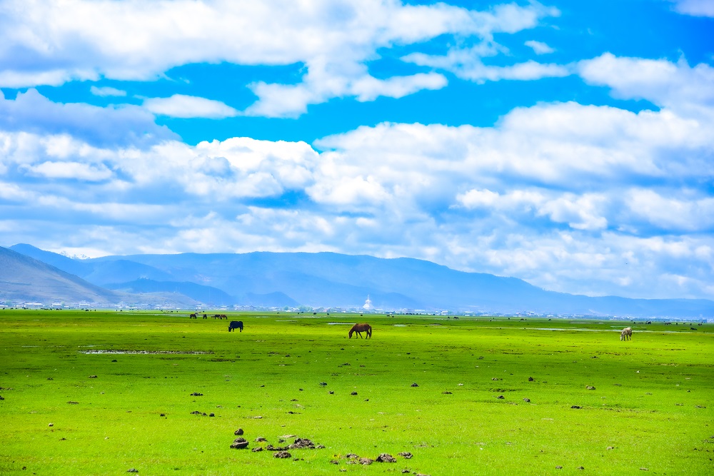 Napahai-Grassland Napahai-Grassland