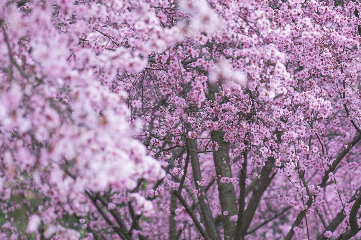 chengdu-botanical-garden chengdu-botanical-garden