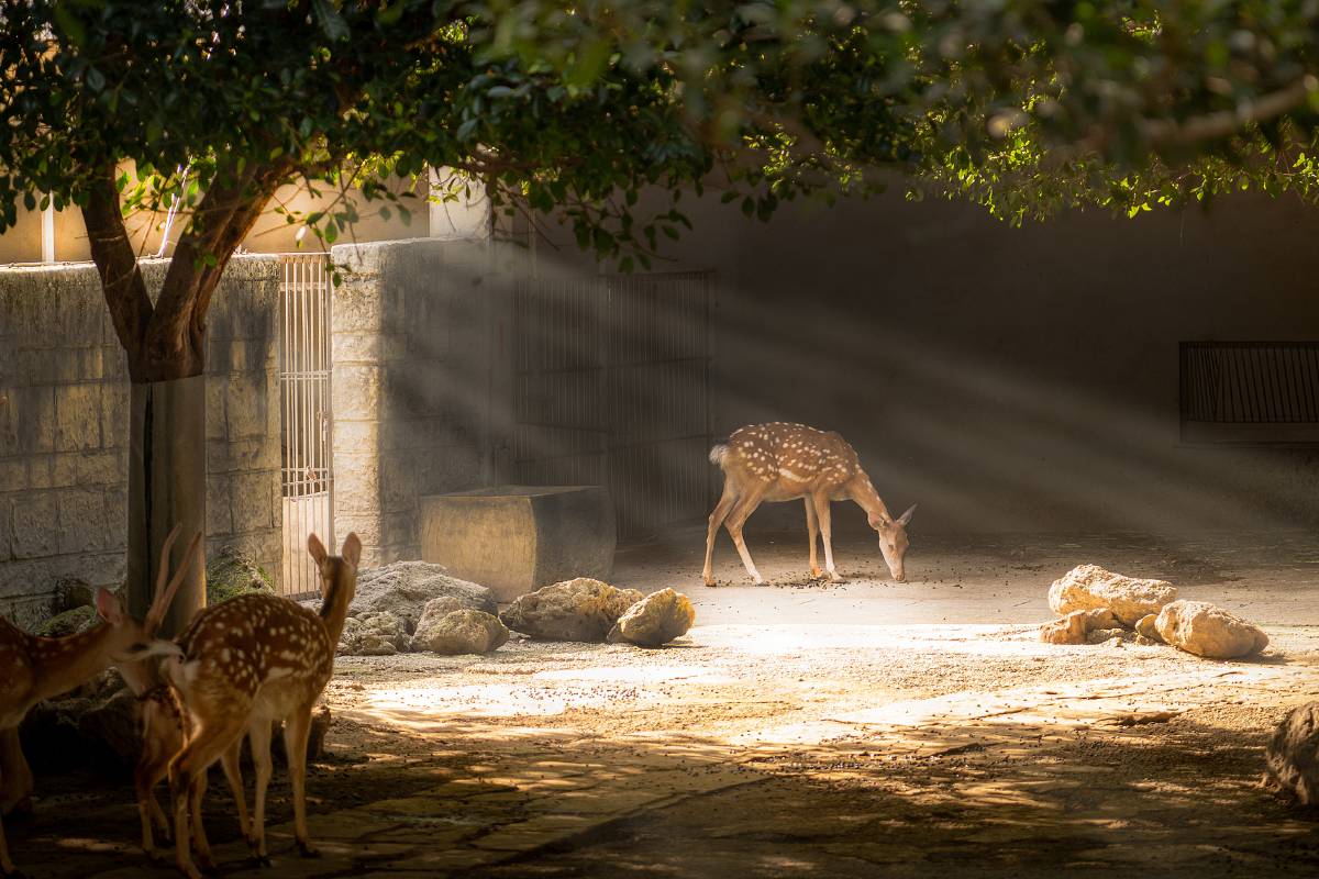 chengdu-zoo-1 chengdu-zoo-1