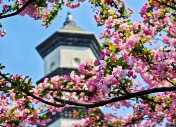 chengdu-spring-01 chengdu-spring-01