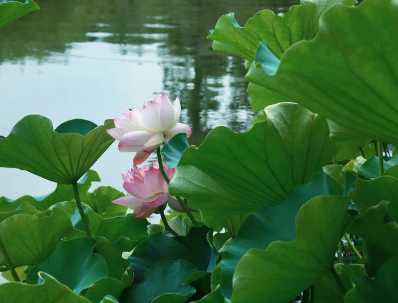 chengdu-summer-01 chengdu-summer-01