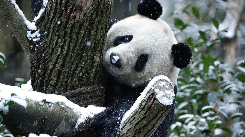 chengdu-winter-panda chengdu-winter-panda