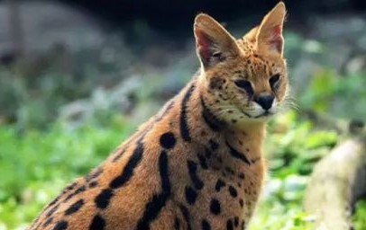 chengdu-zoo-01 chengdu-zoo-01