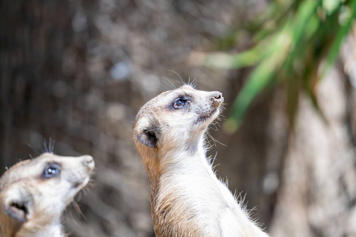 chengdu-zoo-02 chengdu-zoo-02