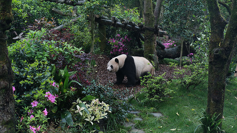 Chengdu-Research-Base-of-Giant-Panda-Breeding-panda Chengdu-Research-Base-of-Giant-Panda-Breeding-panda